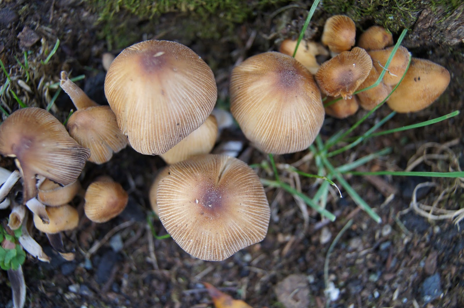 What Are Fungi?

Types of Fungi: A Comprehensive Guide to Their Diversity and Importance

aayushii.com