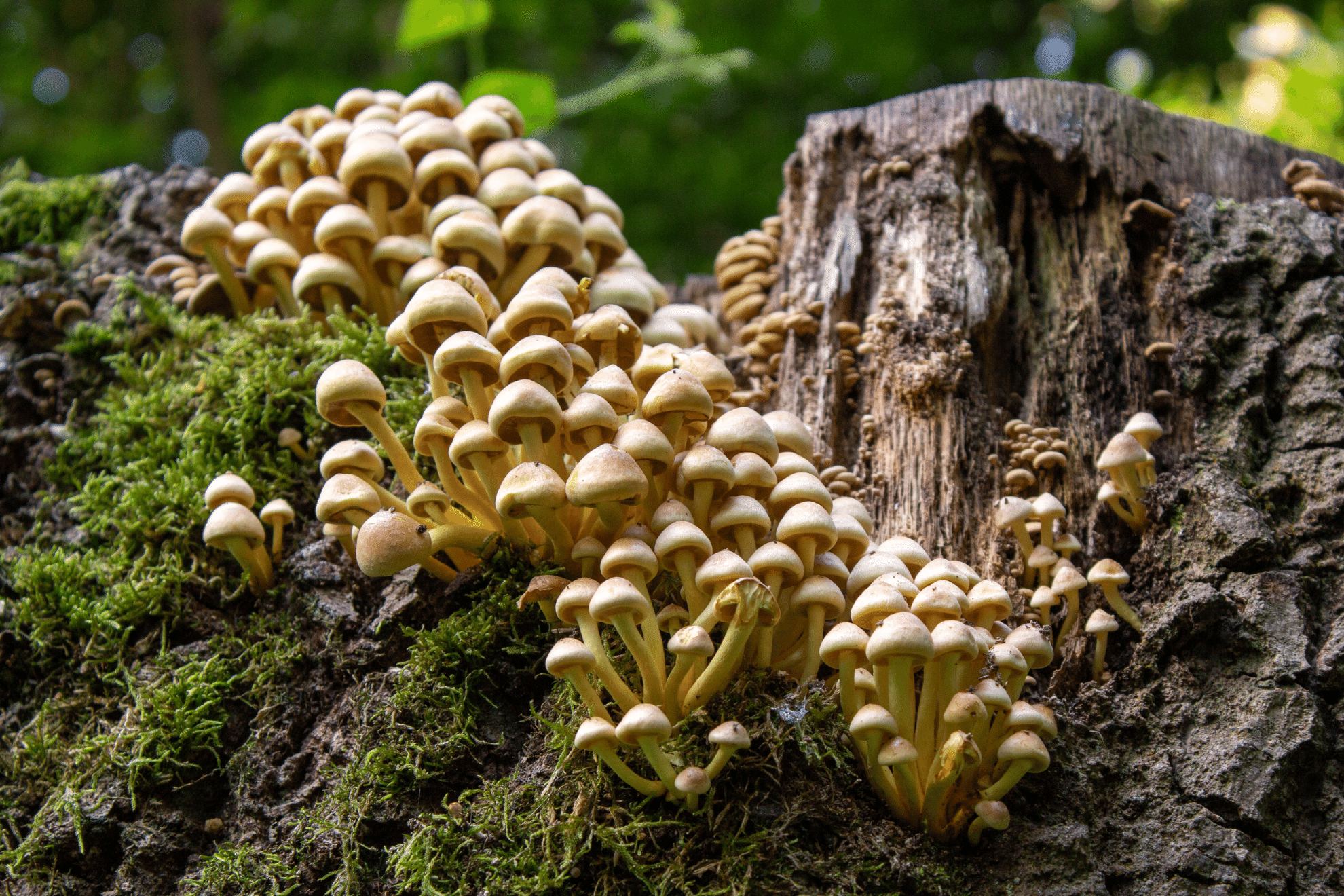 The Ecological Importance of Fungi

aayushii.com