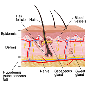 The Skin’s Function and Structure

aayushii.com