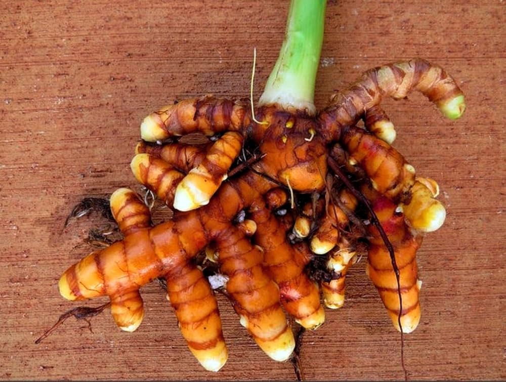 Turmeric (Curcuma longa)