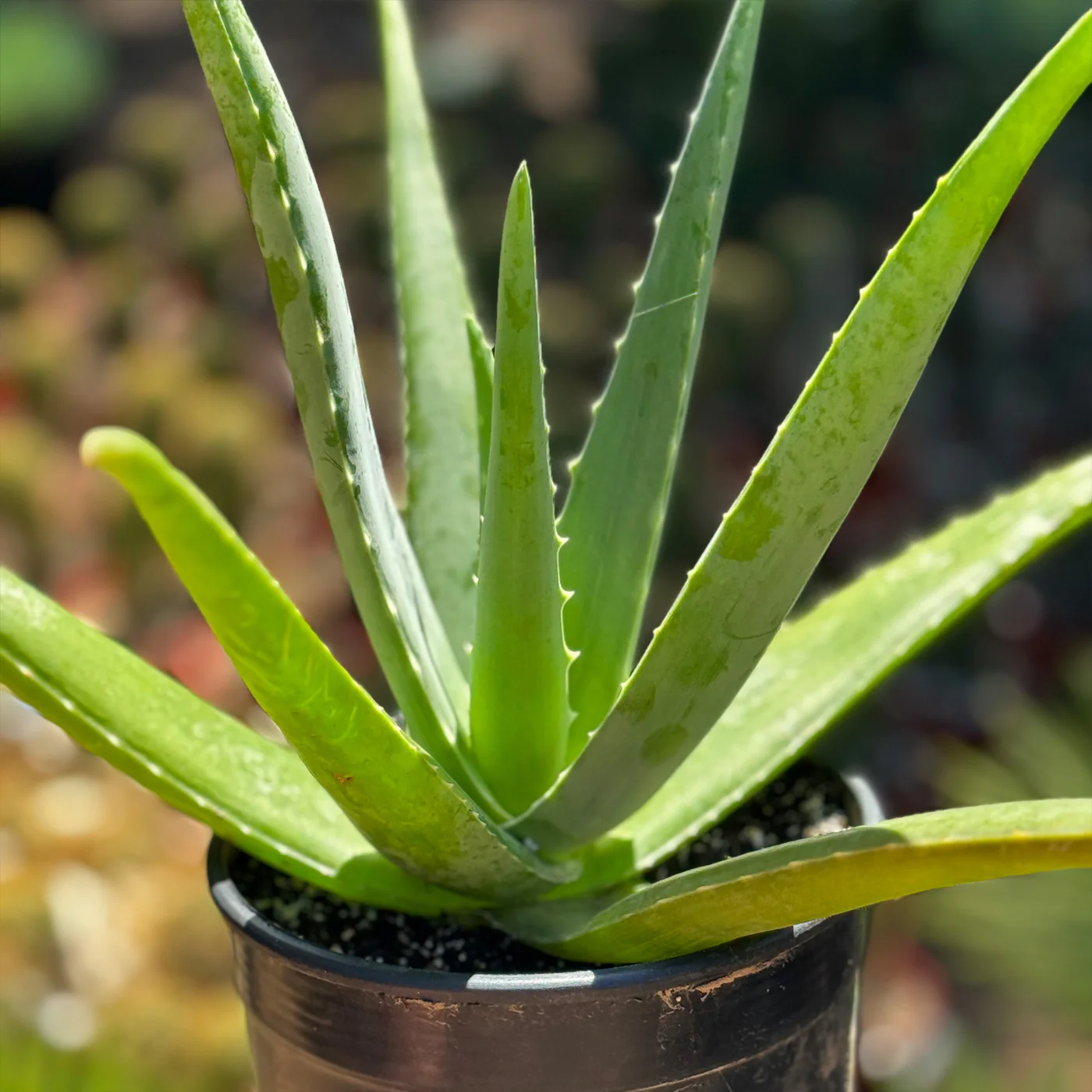 Aloe Vera (Aloe barbadensis miller)

aayushii.com