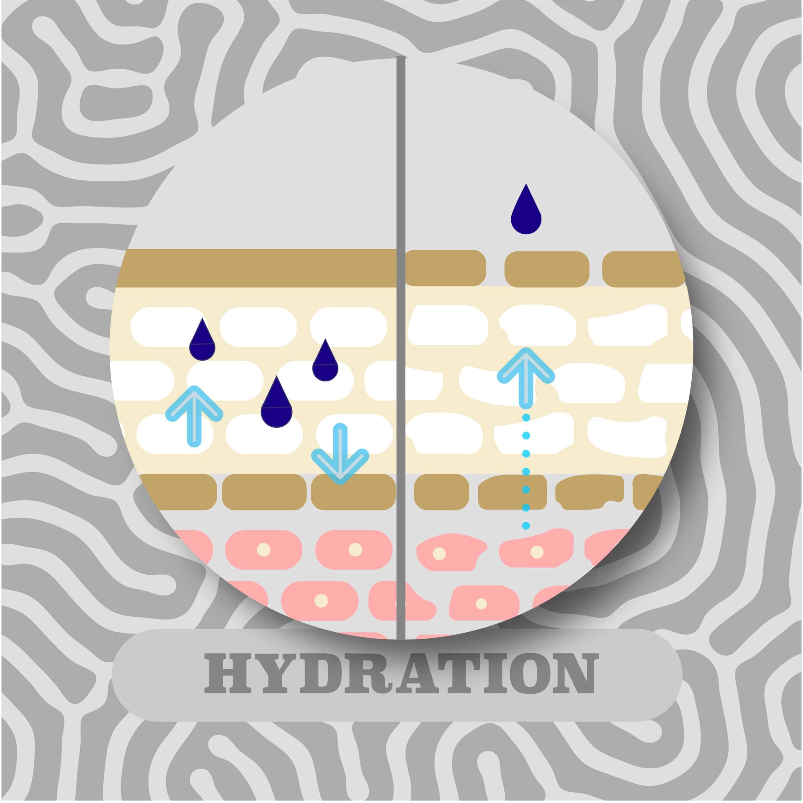 Hydration and the Skin Microbiome