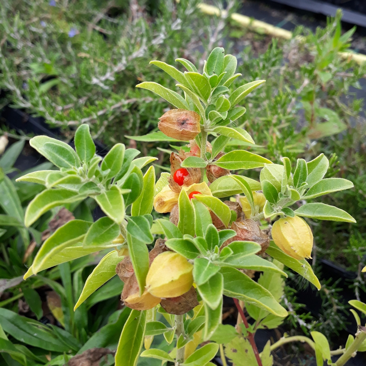 Ashwagandha (Withania somnifera)

aayushii.com