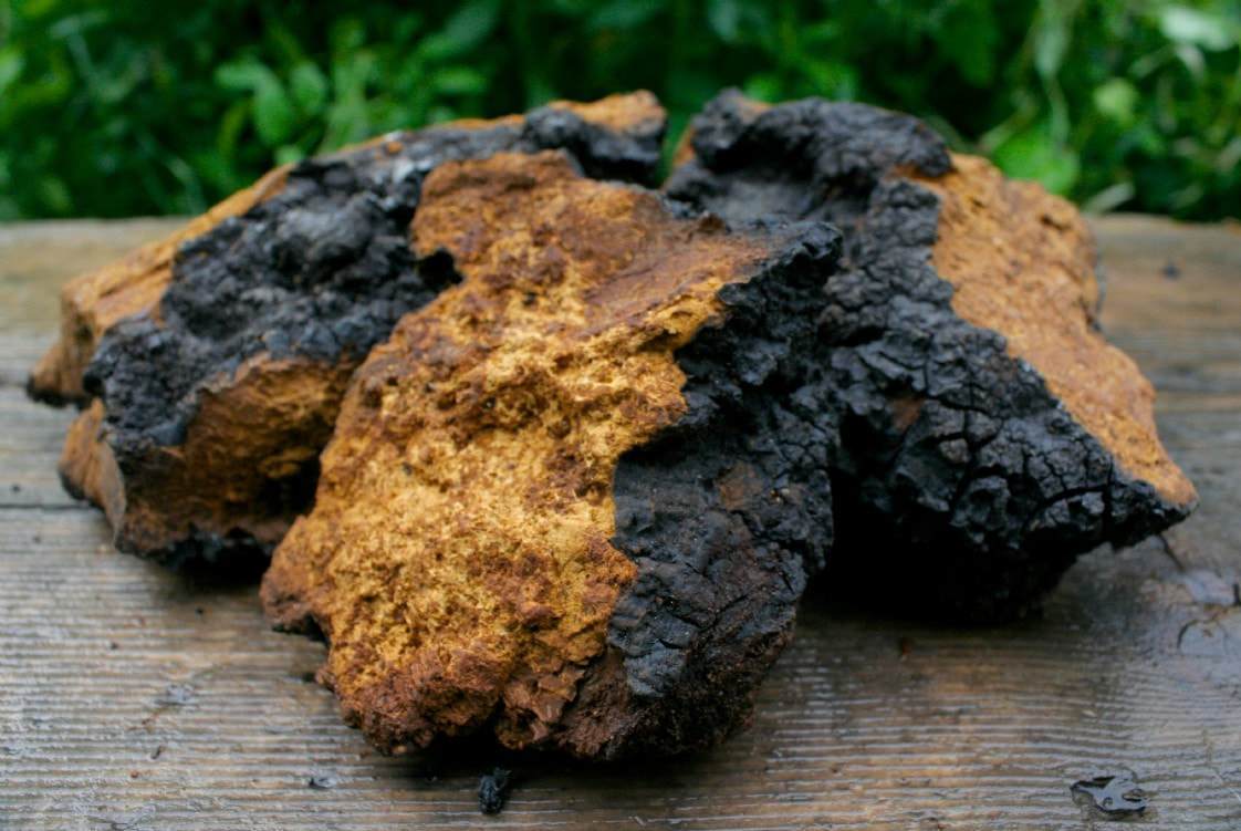 Chaga (Inonotus obliquus)

aayushii.com