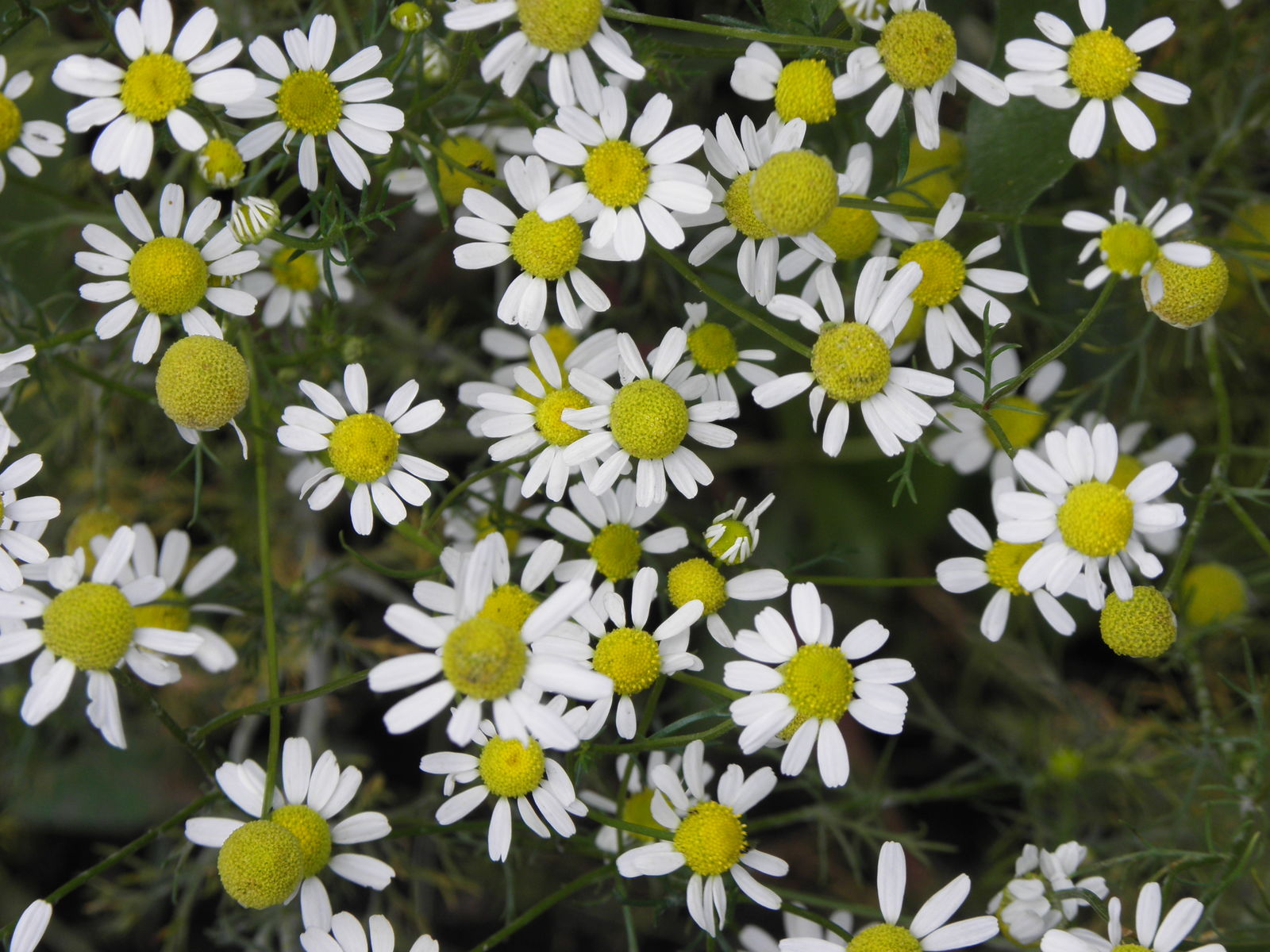 Chamomile (Matricaria chamomilla)

aayushii.com