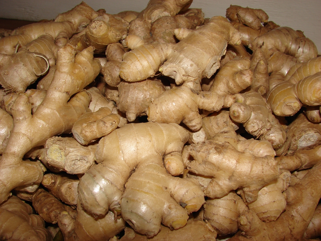 Ginger (Zingiber officinale)

aayushii.com