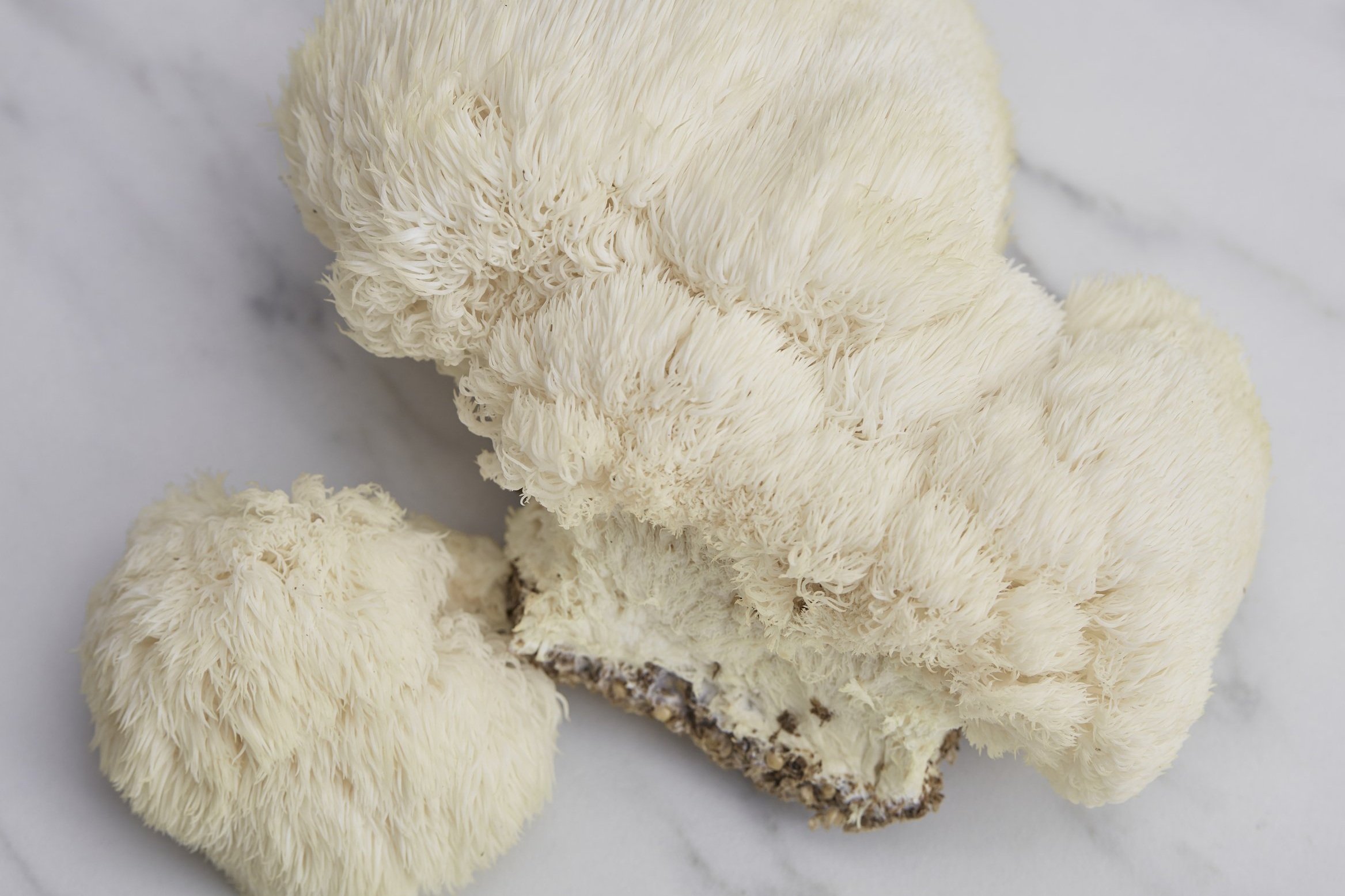 Lion’s Mane (Hericium erinaceus)

aayushii.com