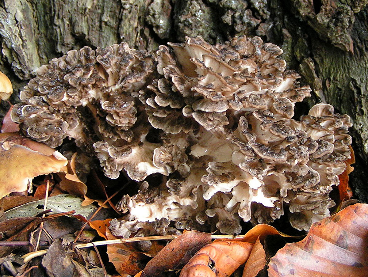 Maitake (Grifola frondosa)

aayushii.com