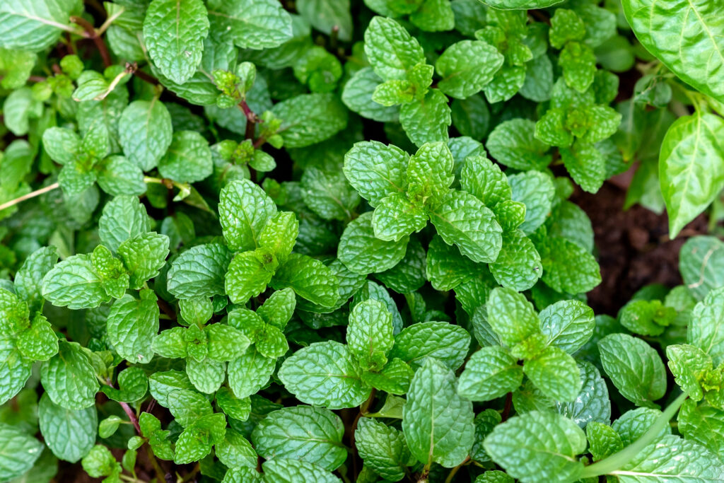 Peppermint (Mentha × piperita)

aayushii.com