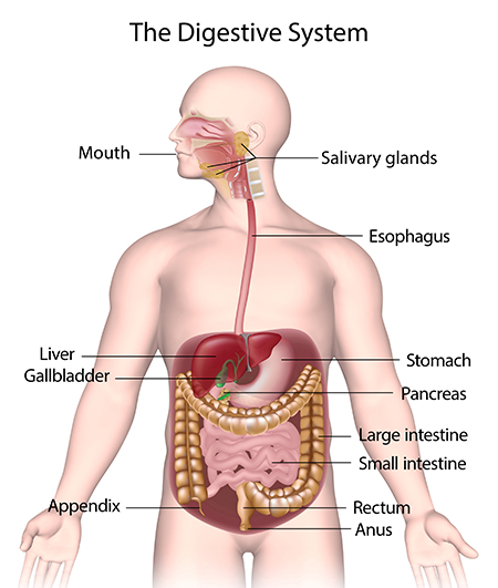 Key Stages of Digestion

aayushii.com