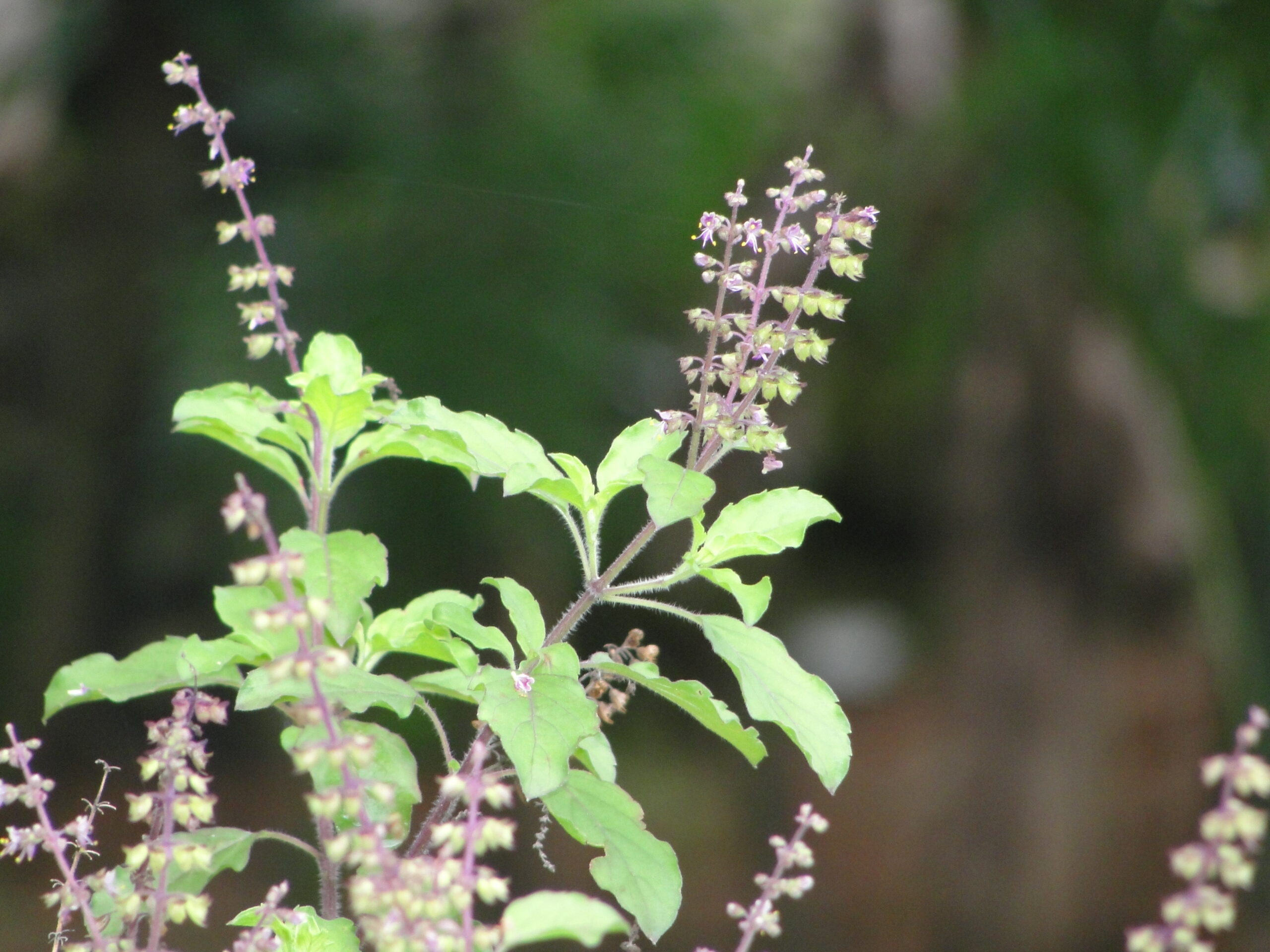 Tulsi  Holy Basil (Ocimum sanctum)

aayushii.com