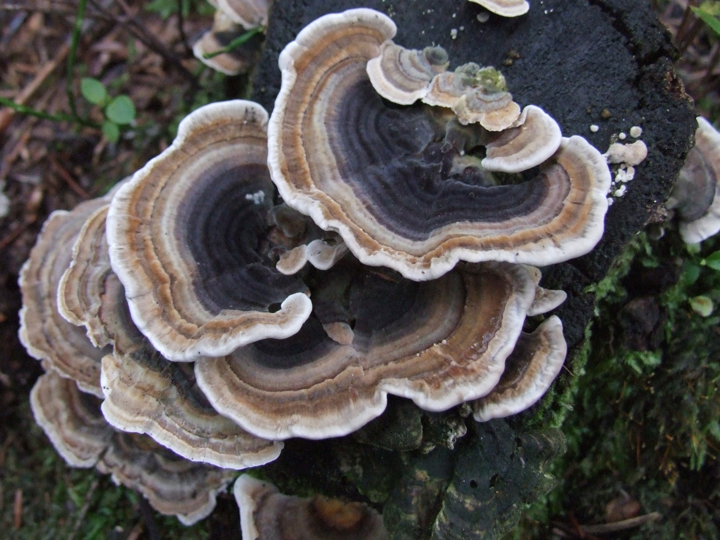 Turkey Tail (Trametes versicolor)

aayushii.com