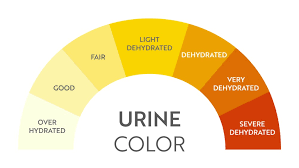 Using Urine Color as an Indicator: