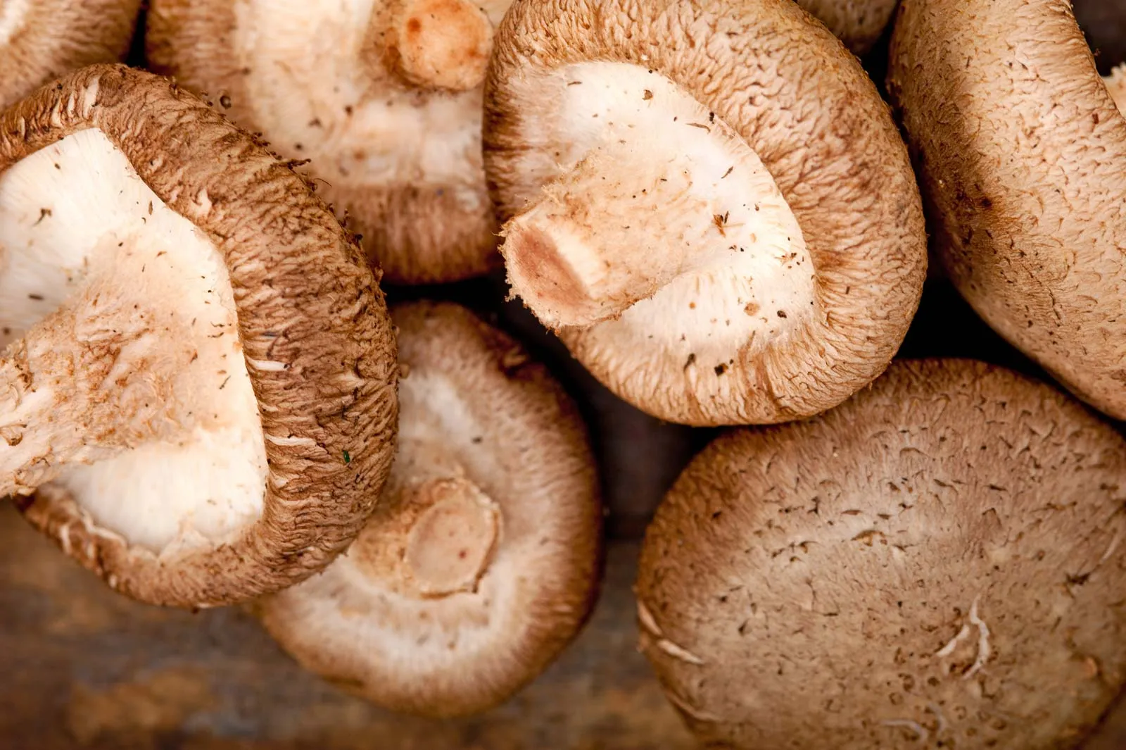 Shiitake

aayushii.com