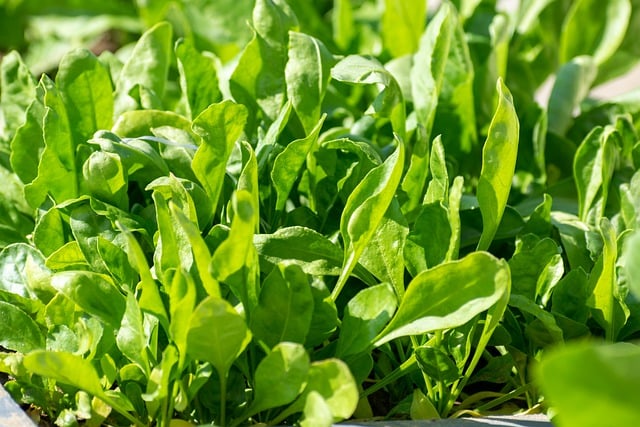 Spinach: The Leafy Green with Endless Benefits

aayushii.com