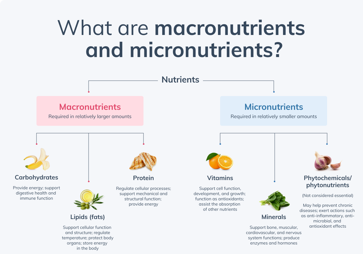 Understanding Balanced Nutrition

aayushii.com