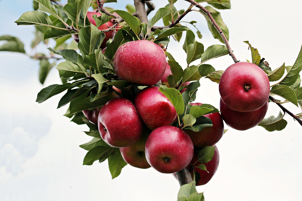 Apples (With the Skin)

aayushii.com