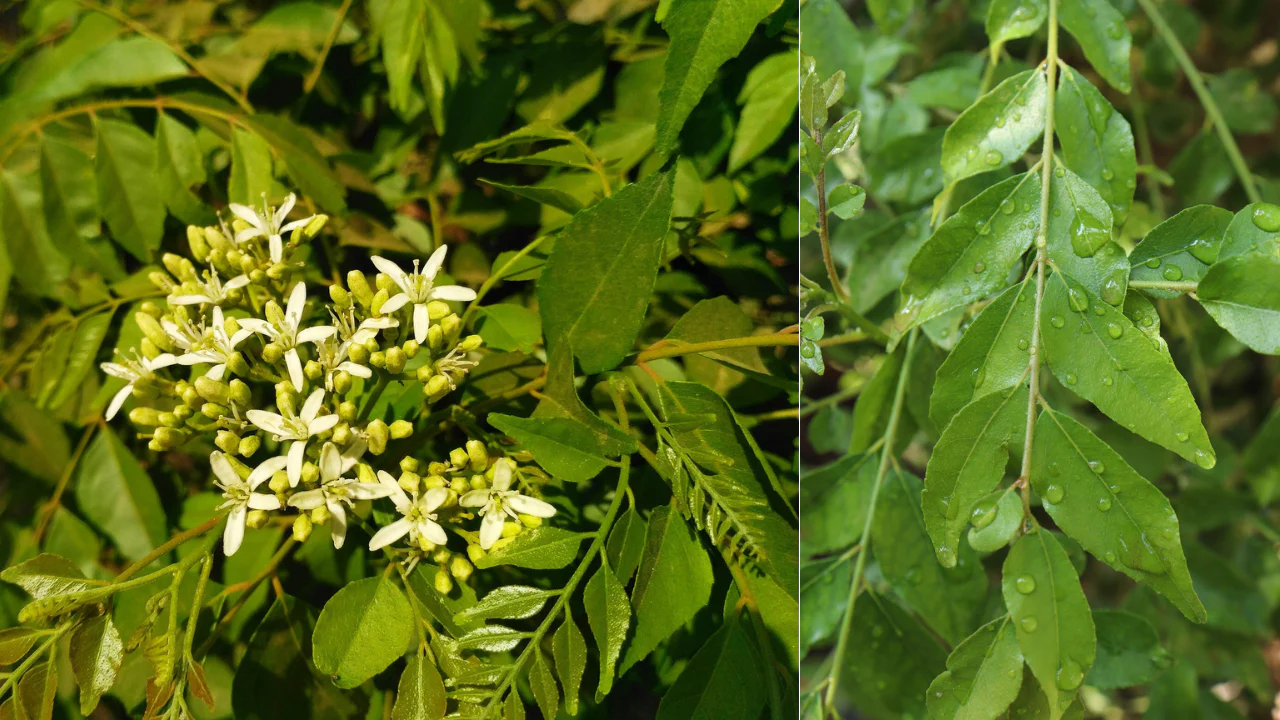 Curry Leaves (Kadi Patta)