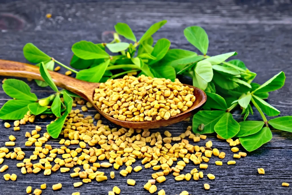 Fenugreek (Methi)