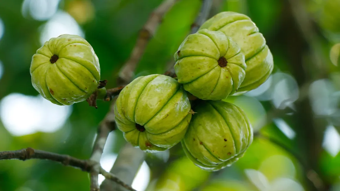 Garcinia (Vrikshamla)