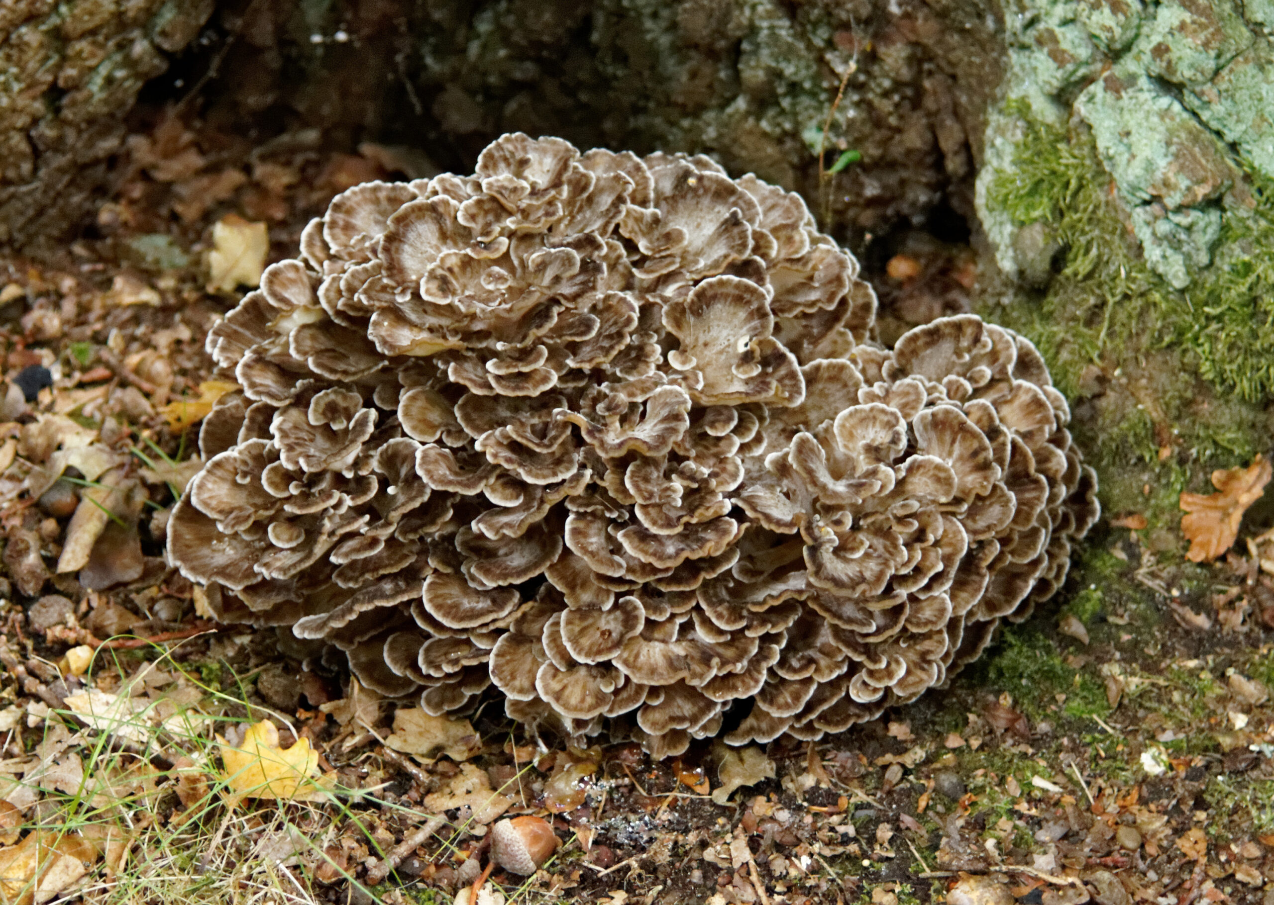 Turkey Tail (Trametes versicolor)

aayushii.com