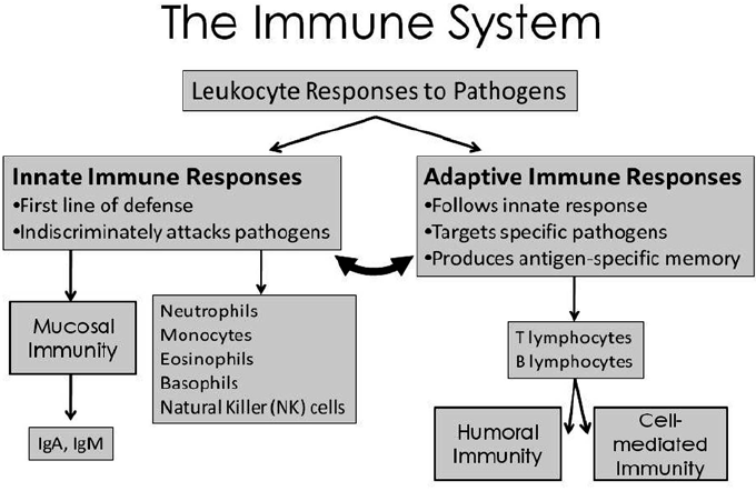 Key Components of the Immune System

aayushii.com