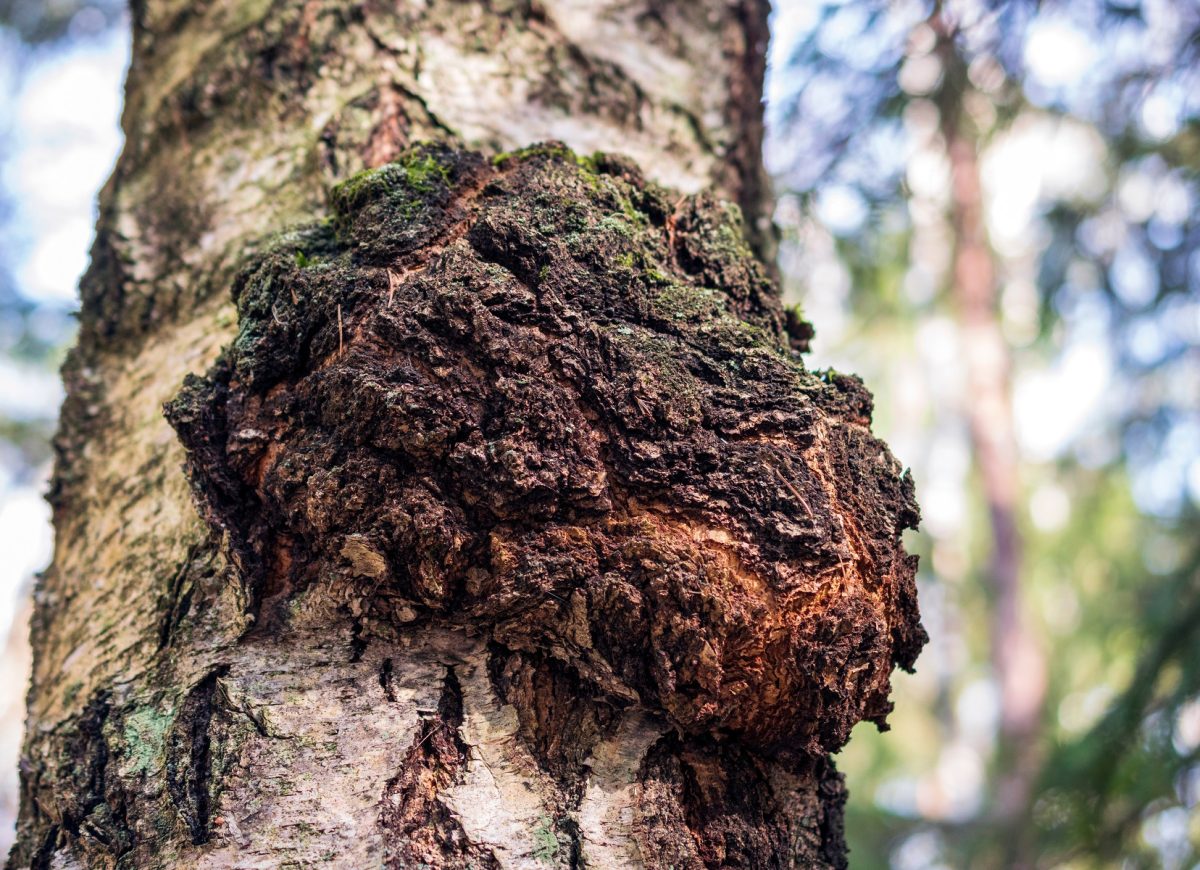 Chaga (Inonotus obliquus)

aayushii.com