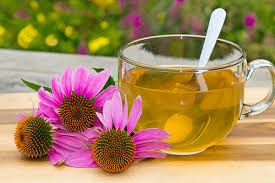 Echinacea Tea

aayushii.com