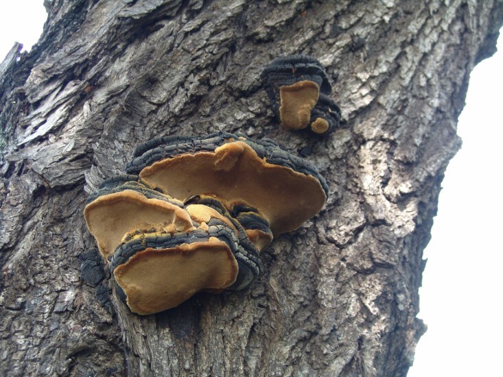 Mesima (Phellinus linteus)

aayushii.com