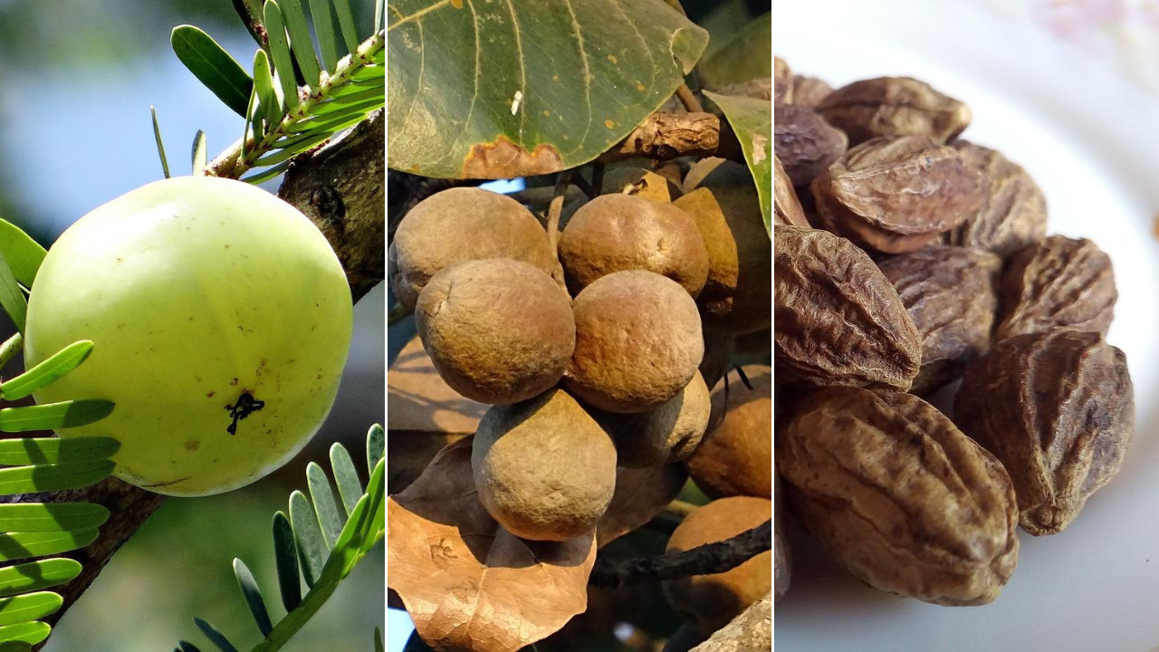 triphala