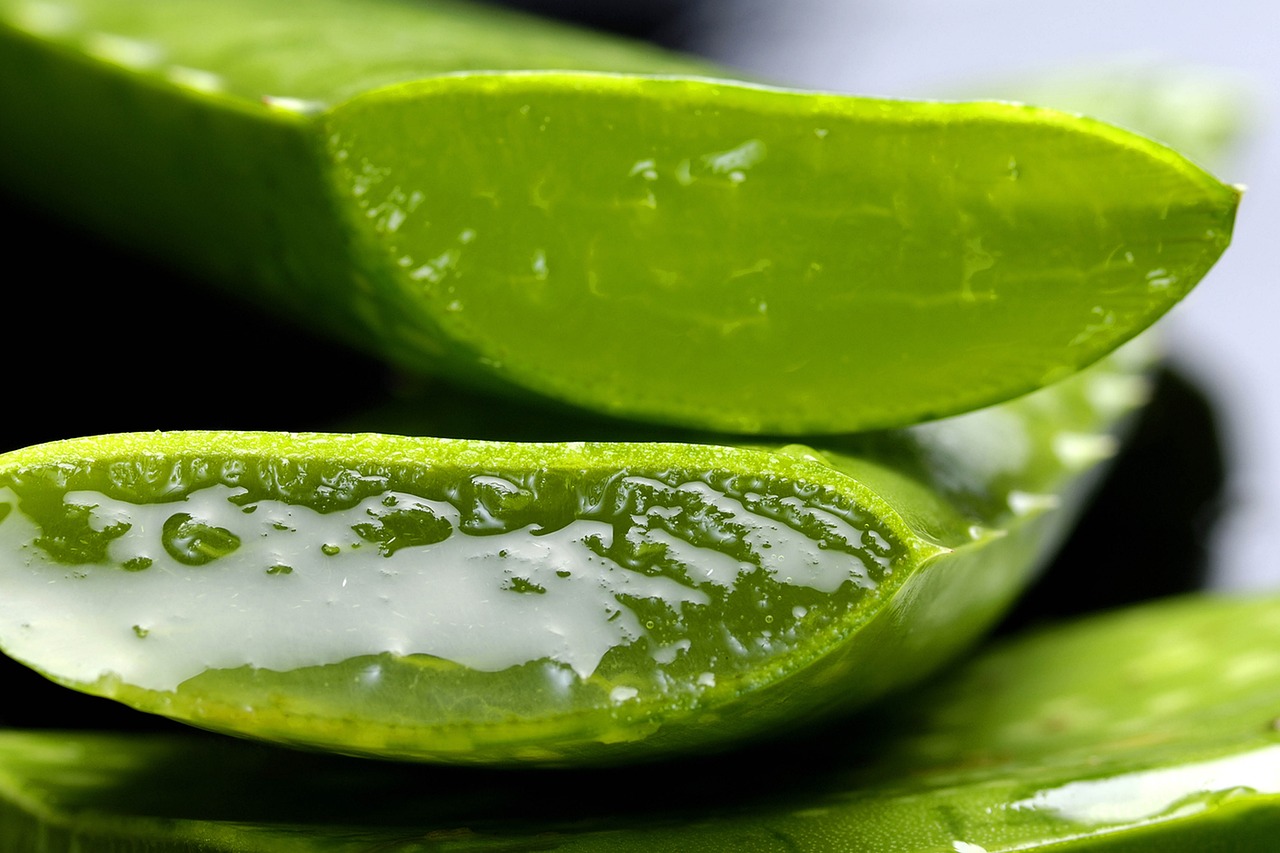 Aloe Vera (Aloe barbadensis miller)