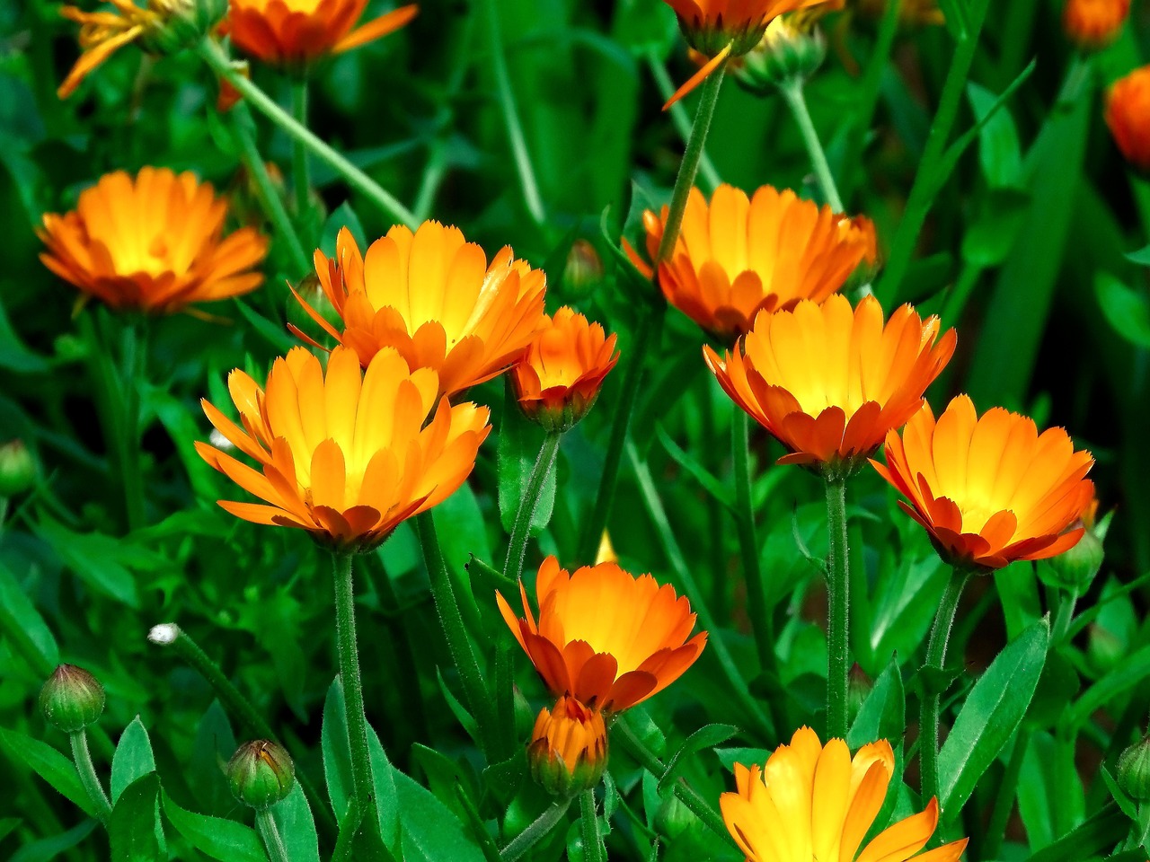 Calendula