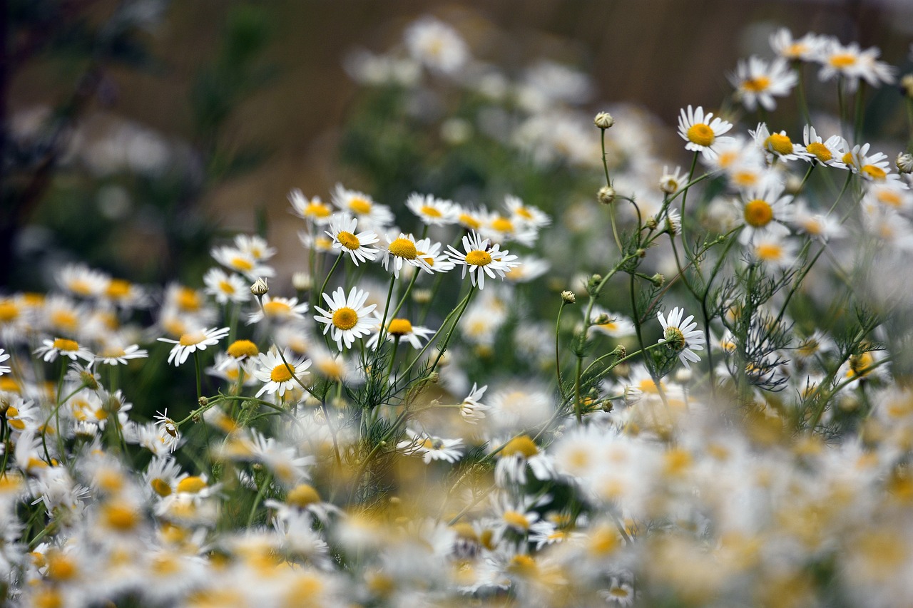 Chamomile