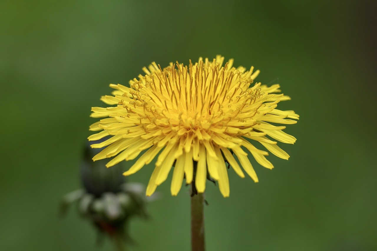 Dandelion (Taraxacum officinale)