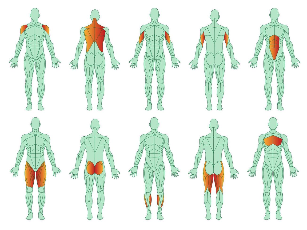 Major Muscle Groups Targeted by Bodyweight Exercises