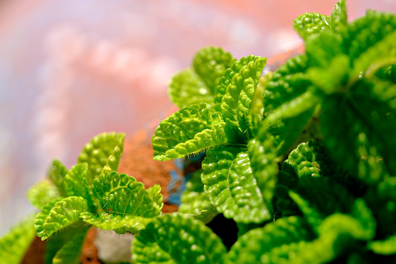 Peppermint (Mentha × piperita)