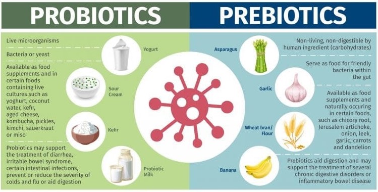 Probiotics vs. Prebiotics: Key Differences

aayushii.com