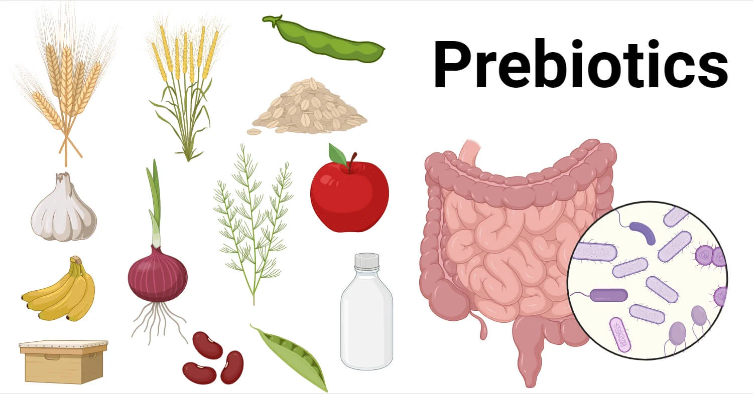 What Are Prebiotics

aayushii.com