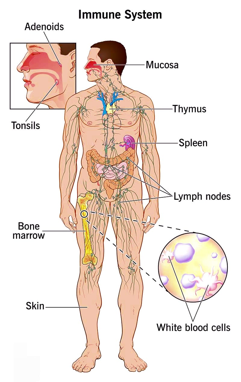 Understanding the Immune System

aayushii.com