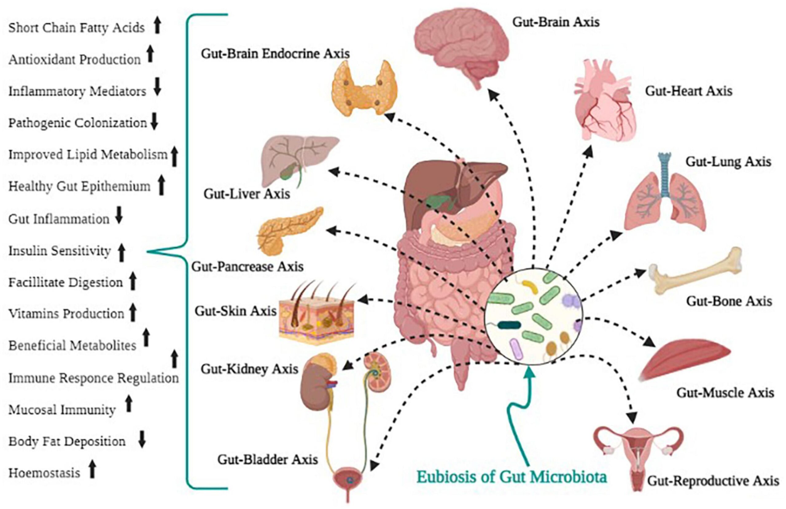 Importance of a Balanced Microbiome

aayushii.com