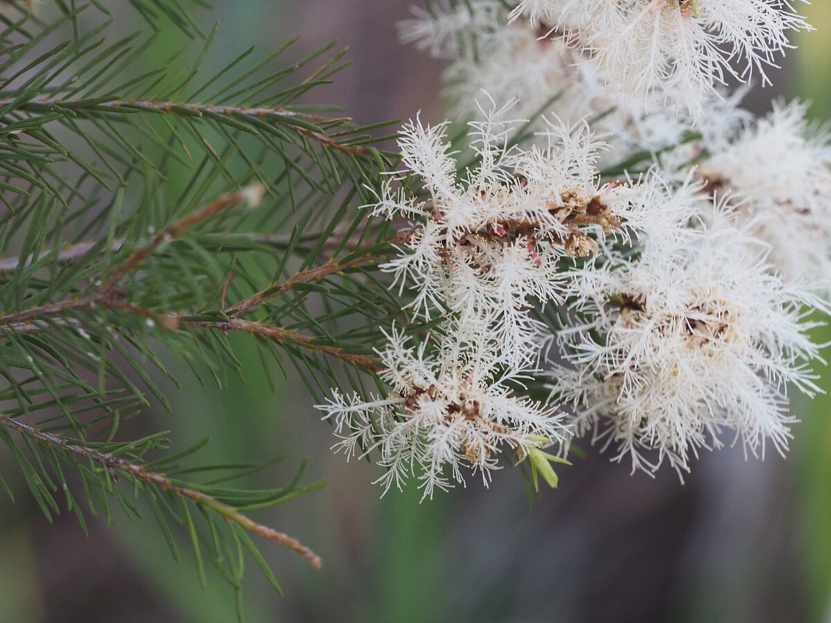 Tea tree oil (Melaleuca alternifolia)