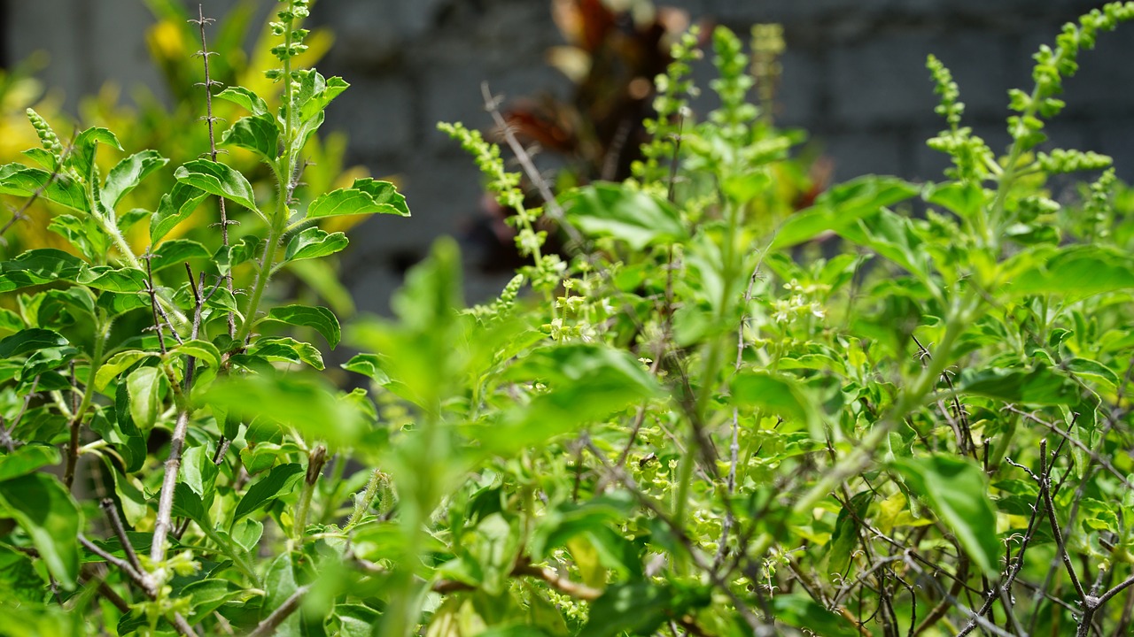 Holy Basil (Tulsi)