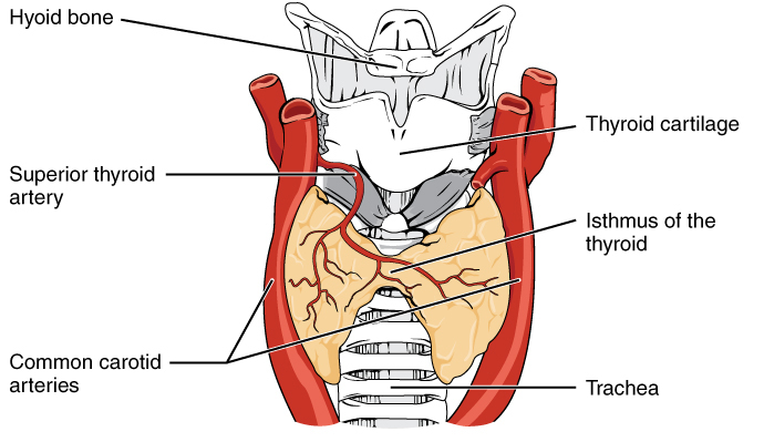 Understanding the Thyroid Gland