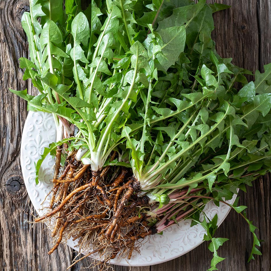 dandelion root
