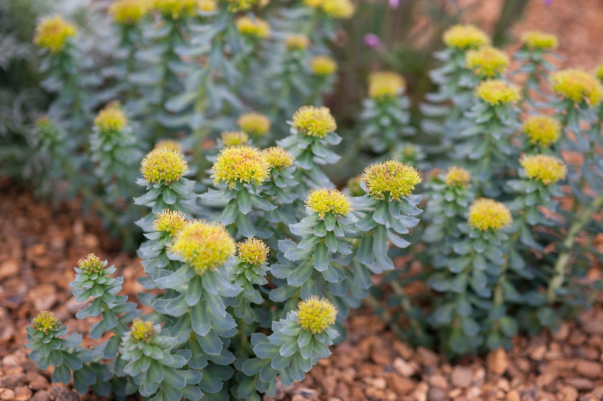Rhodiola