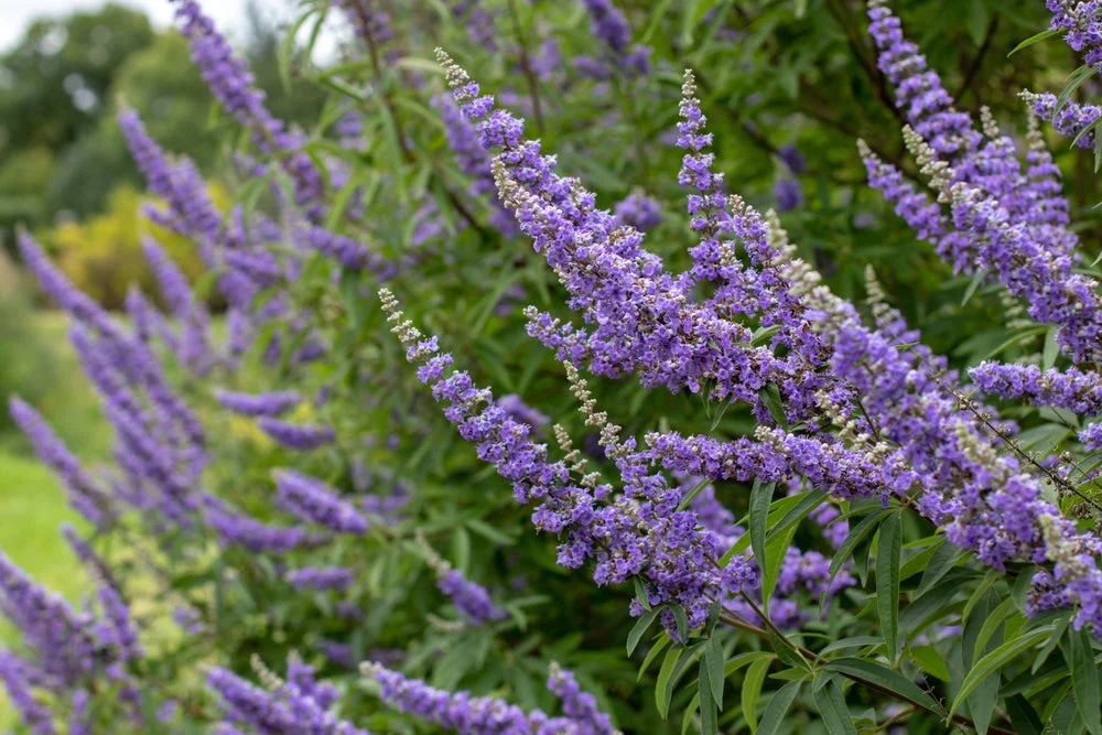 Vitex Agnus-Castus (Chasteberry): Progesterone Promoter & PMS Peacemaker
