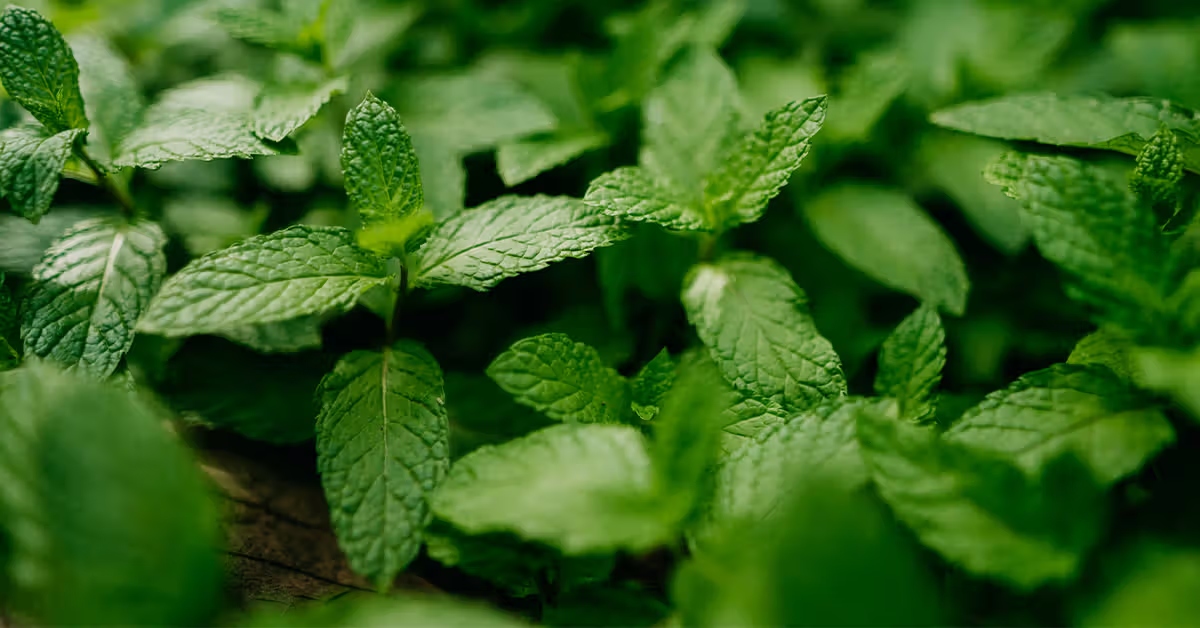Spearmint