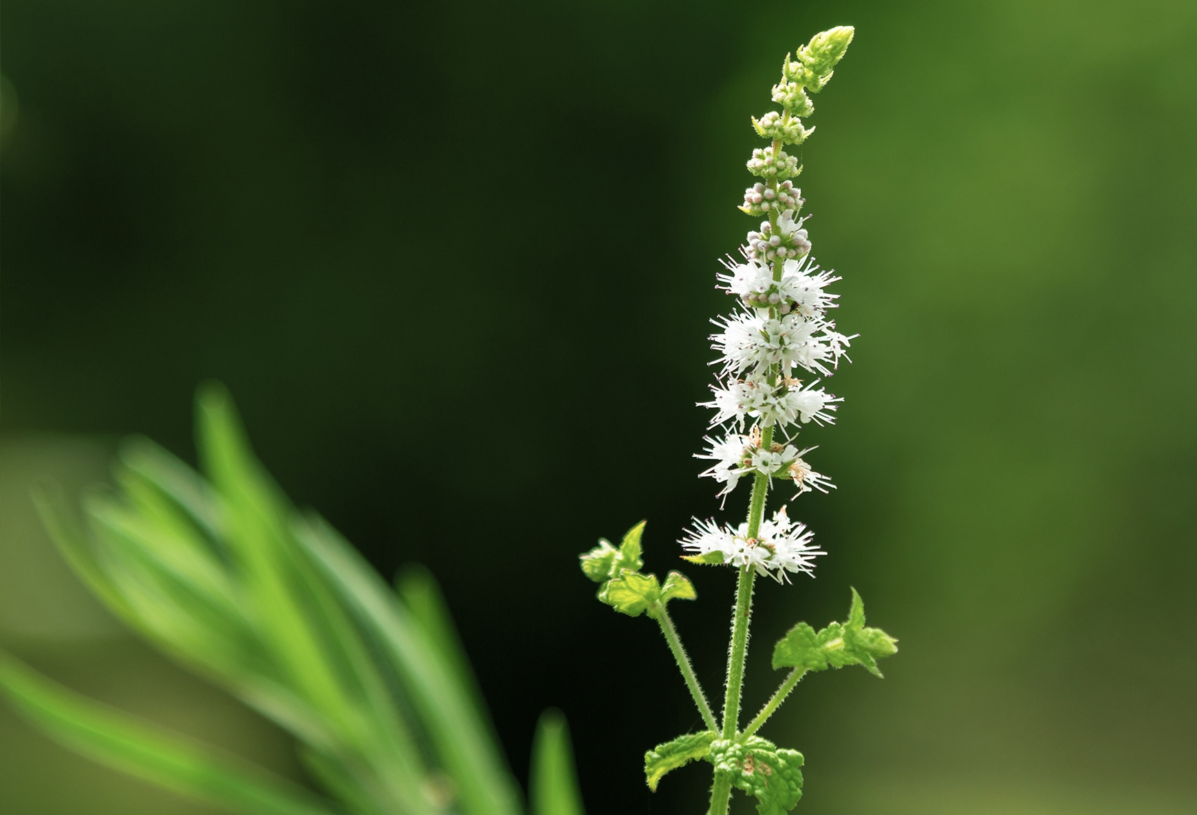 Black Cohosh (Cimicifuga racemosa): Menopause Weight-Gain Shield