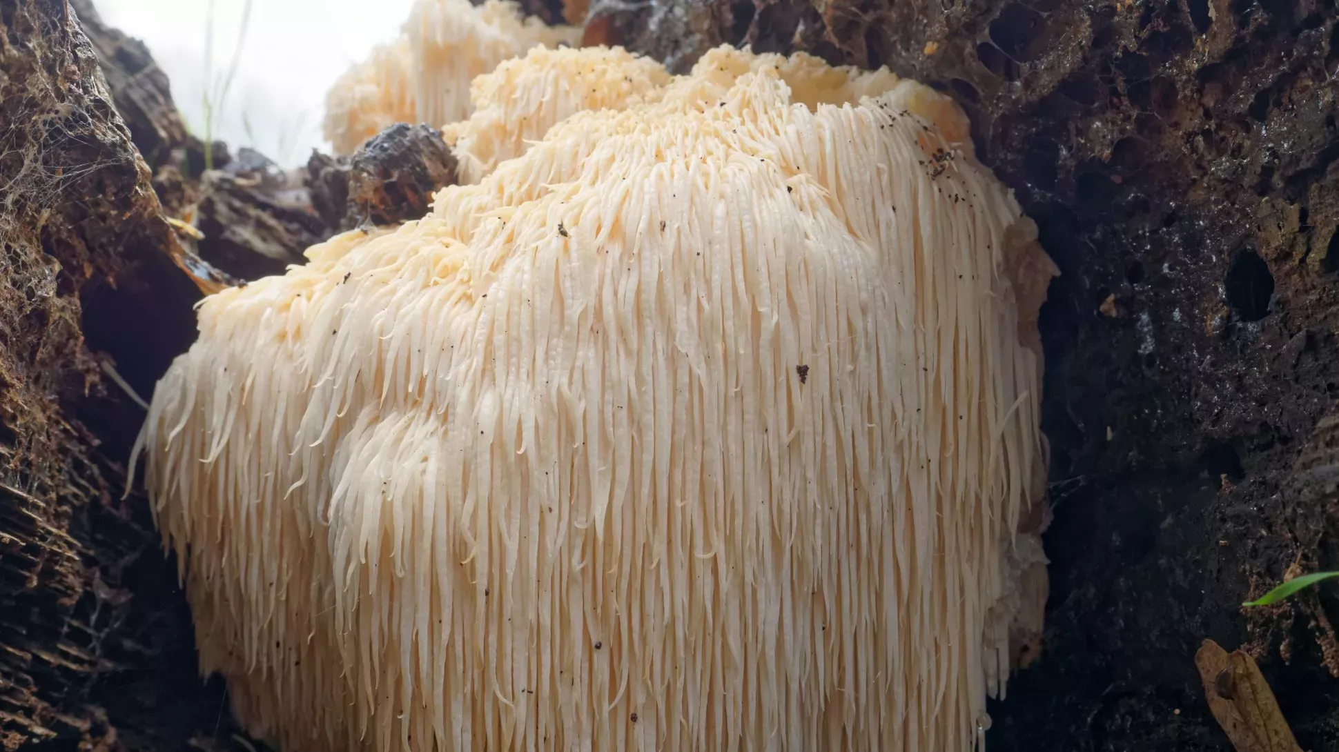 Lion’s Mane (Hericium erinaceus)