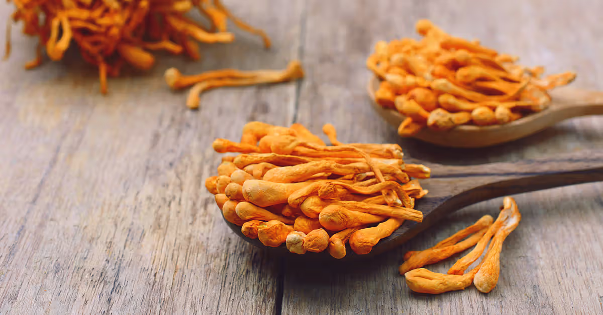 Cordyceps